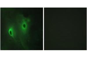 Immunofluorescence (IF) image for anti-Dual Specificity Phosphatase 9 (DUSP9) (AA 151-200) antibody (ABIN2879162) (DUSP9 anticorps  (AA 151-200))