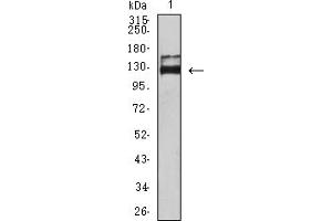 Western blot analysis using CD339 mouse mAb against Hela (1) cell lysate. (JAG1 anticorps  (AA 47-212))