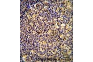 ANR44 Antibody (Center) (ABIN654733 and ABIN2844421) immunohistochemistry analysis in formalin fixed and paraffin embedded human tonsil tissue followed by peroxidase conjugation of the secondary antibody and DAB staining.