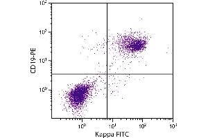 BALB/c mouse splenocytes were stained with Rat Anti-Mouse Kappa-FITC. (Rat anti-Souris Immunoglobulin kappa Chain Complex (Igk) Anticorps)