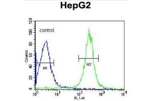ANGPTL4 Antibody (Center) flow cytometric analysis of HepG2 cells (right histogram) compared to a negative control cell (left histogram).