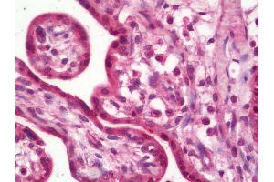 Anti-RPLP1 antibody IHC staining of human placenta. (RPLP1 anticorps  (Biotin))