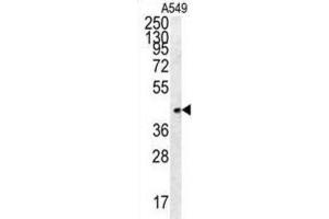 Western Blotting (WB) image for anti-Follistatin-Like 1 (FSTL1) antibody (ABIN2995700)