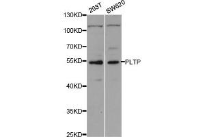 Western blot analysis of extracts of various cell lines, using PLTP antibody (ABIN5973280) at 1/1000 dilution. (PLTP anticorps)