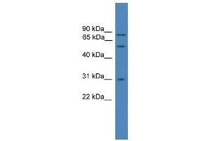 VCP antibody used at 0. (VCP anticorps  (C-Term))