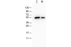 Monoclonal Antibody to detect conjugated proteins detects both C terminal linked and N terminal linked tagged recombinant proteins by western blot. (DYKDDDDK Tag anticorps)