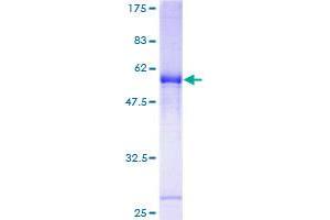 Image no. 1 for Olfactory Receptor 2H1 (OR2H1) (AA 1-316) protein (GST tag) (ABIN1313499)