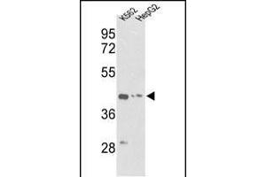 Western blot analysis of ACTG1 Antibody (Center) (ABIN390439 and ABIN2840819) in K562, HepG2 cell line lysates (35 μg/lane). (Actin, gamma 1 anticorps  (AA 188-215))