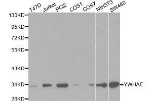 Western blot analysis of extracts of various cell lines, using YWHAE antibody. (YWHAE anticorps  (AA 1-255))