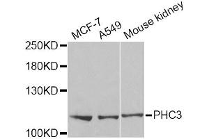 Western blot analysis of extracts of various cell lines, using PHC3 Antibody. (PHC3 anticorps)