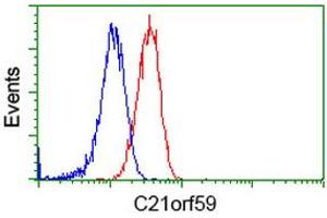 Image no. 2 for anti-Chromosome 21 Open Reading Frame 59 (C21orf59) antibody (ABIN1497042) (C21orf59 anticorps)