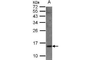 WB Image Sample(30 μg of whole cell lysate) A:Raji, 15% SDS PAGE antibody diluted at 1:1500 (SRP14 anticorps)