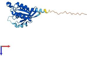 AlphaFold protein structure predicition of Human Recombinant RAB24 Protein, UniprotID Q969Q5
