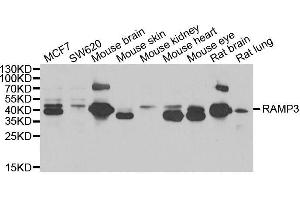 Western blot analysis of extracts of various cell lines, using RAMP3 antibody. (RAMP3 anticorps  (AA 1-118))