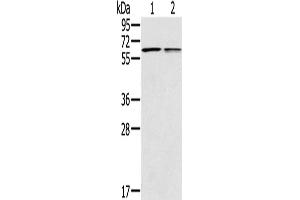 Western Blotting (WB) image for anti-Prostaglandin E Receptor 2 (Subtype EP2), 53kDa (PTGER2) antibody (ABIN2433631) (PTGER2 anticorps)