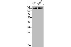 Western Blot analysis of 3T3, hepg2 cells using Antibody diluted at 500 (COL17A1 anticorps  (AA 481-530))