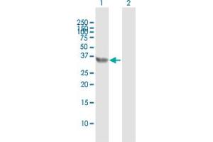 Western Blot analysis of E2F6 expression in transfected 293T cell line by E2F6 MaxPab polyclonal antibody. (E2F6 anticorps  (AA 1-281))