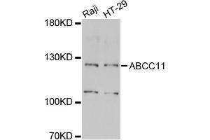 Western blot analysis of extracts of various cell lines, using ABCC11 antibody (ABIN2560870) at 1:1000 dilution. (ABCC11 anticorps)