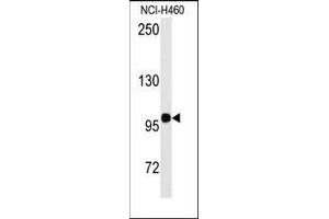 Western blot analysis of anti-HIPK2 Antibody in NCI-H460 cell line lysates (35ug/lane).