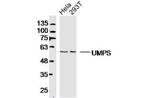 Lane 1: HeLa lysates Lane 2: 293T lysates probed with UMPS Polyclonal Antibody, Unconjugated  at 1:300 dilution and 4˚C overnight incubation.