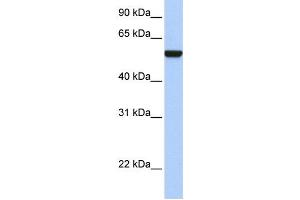 Western Blotting (WB) image for anti-Interferon Related Developmental Regulator 1 (IFRD1) antibody (ABIN2459778) (IFRD1 anticorps)