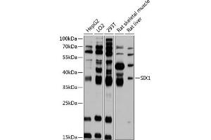 Western blot analysis of extracts of various cell lines, using SIX1 antibody (ABIN6133368, ABIN6147805, ABIN6147806 and ABIN6215517) at 1:3000 dilution. (SIX Homeobox 1 anticorps  (AA 60-270))