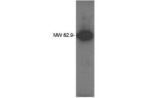 Image no. 1 for anti-Lipid Phosphate Phosphatase-Related Protein Type 4 (LPPR4) antibody (ABIN265080) (LPPR4 anticorps)
