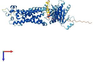 AlphaFold protein structure predicition of Mouse Recombinant Nox1 Protein, UniprotID Q8CIZ9