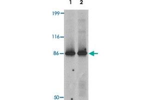 Western blot analysis of LRRFIP2 in rat colon tissue lysate with LRRFIP2 polyclonal antibody  at 0.