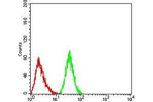 Flow cytometric analysis of Hela cells using PRDM14 mouse mAb (green) and negative control (red).