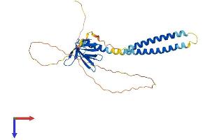 AlphaFold protein structure predicition of Human Recombinant PLEKHA3 Protein, UniprotID Q9HB20