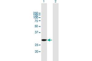 Western Blot analysis of EXOSC3 expression in transfected 293T cell line by EXOSC3 MaxPab polyclonal antibody. (EXOSC3 anticorps  (AA 1-275))