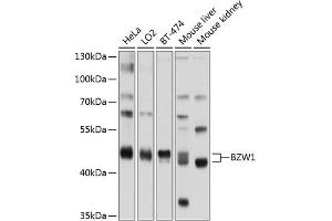 Western blot analysis of extracts of various cell lines, using BZW1 antibody (ABIN6133355, ABIN6137710, ABIN6137711 and ABIN6220232) at 1:1000 dilution.