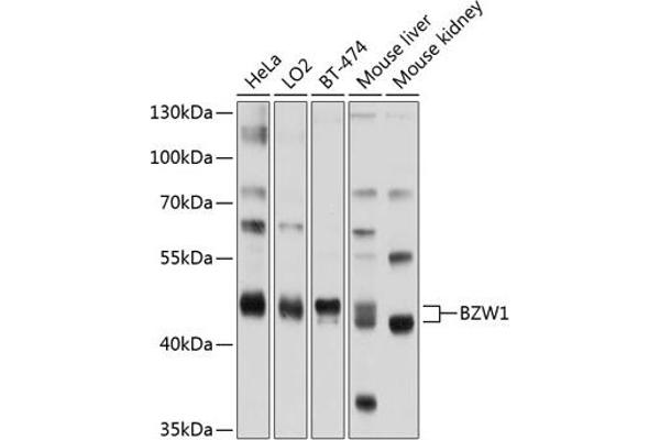 BZW1 Antikörper  (AA 1-290)