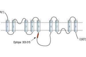 Representative domain view of the target of ABIN7885519.