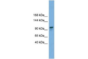 WB Suggested Anti-GANAB  Antibody Titration: 0. (GANAB anticorps  (Middle Region))