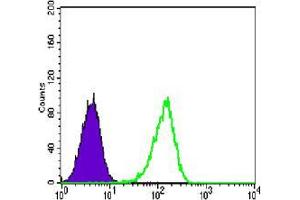 Flow cytometric analysis of Lovo cells using CARM1 mouse mAb (green) and negative control (purple).