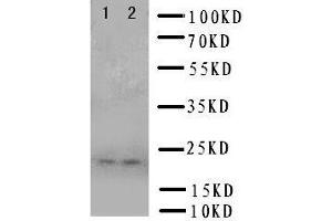 Anti-Prion protein PrP antibody, Western blotting Lane 1: U87 Cell Lysate Lane 2: U87 Cell Lysate (PRNP anticorps  (Middle Region))