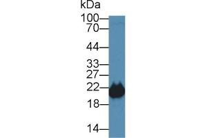 Detection of PEBP1 in Mouse Testis lysate using Polyclonal Antibody to Phosphatidylethanolamine Binding Protein 1 (PEBP1) (PEBP1 anticorps  (AA 2-187))