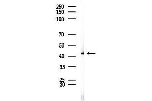 anti-Selenoprotein P (SEPP1) (Internal Region) antibody