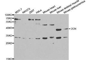 Western blot analysis of extracts of various cell lines, using DCN antibody.
