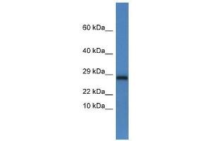 Western Blot showing Ndufv2 antibody used at a concentration of 1. (NDUFV2 anticorps  (C-Term))