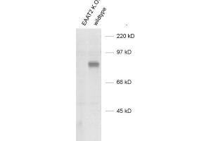 Western Blotting (WB) image for anti-Solute Carrier Family 1 (Glial High Affinity Glutamate Transporter), Member 2 (SLC1A2) (AA 146-161), (Extracellular Domain) antibody (ABIN1742506)