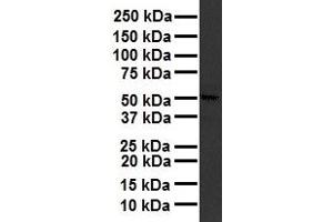 WB Suggested Anti-RARA antibody Titration: 1 ug/mL Sample Type: Human liver