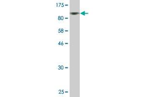 Western Blot detection against Immunogen (83.