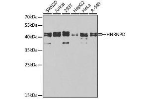 Western blot analysis of extracts of various cell lines, using HNRNPD antibody.