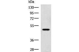 Western blot analysis of TM4 cell lysate using SNIP1 Polyclonal Antibody at dilution of 1:1150