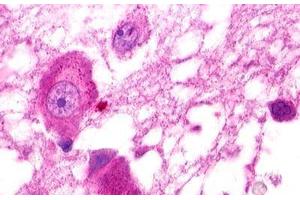 Image no. 1 for anti-G Protein-Coupled Receptor 25 (GPR25) (C-Term) antibody (ABIN1048782) (GPR25 anticorps  (C-Term))