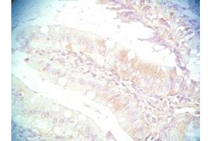 Mouse intestine tissue was stained by Rabbit Anti-PYY (3-36) (Human) Serum