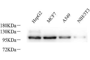 Western Blot analysis of various samples using Na+/K+-ATPase alpha1 Polyclonal Antibodyat dilution of 1:800. (ATP1A1 anticorps)